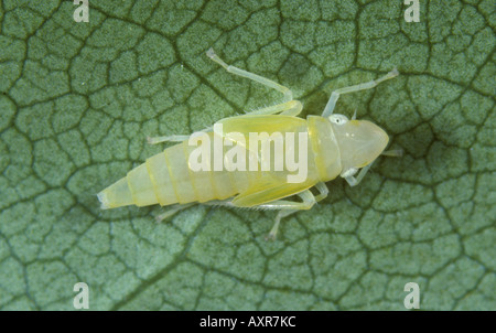 Rhododendron Leafhopper Graphocephala Fennahi Nymphe am rhododendron Stockfoto