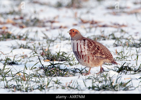 Männliche Rebhuhn Perdix Perdix in Winterweizen im Schnee Therfield Hertfordshire Stockfoto