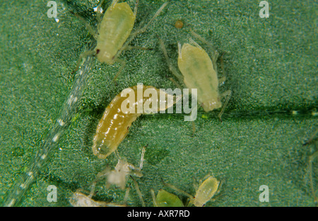 Räuberische Midge Aphidoletes Aphidimyza Larve Jagd auf einen Pfirsich Kartoffel-Blattlaus Stockfoto