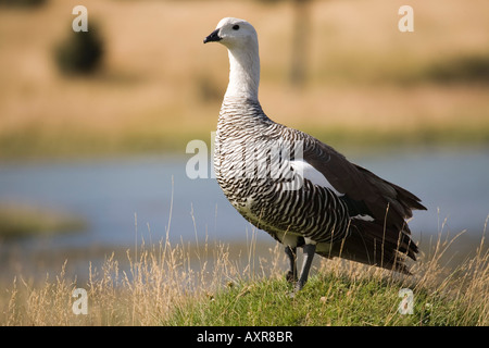 Magellangans Upland Gans, Chloephaga picta Stockfoto