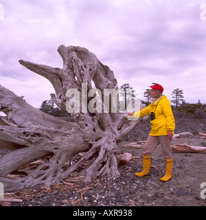 Weibliche Wanderer ruht auf einer großen Treibholz Baumstamm und Wurzel an einem Strand der Westküste auf Vancouver Island in British Columbia Kanada Stockfoto