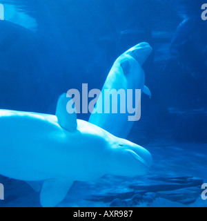 Beluga-Wale (Delphinapterus Leucas) im "Vancouver Aquarium" in Stanley Park in Vancouver British Columbia Kanada Stockfoto