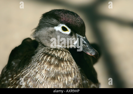 Holz-Enten - Aix sponsa Stockfoto