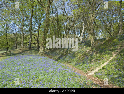 Frühling-Glockenblumen schmücken Blackbury Camp, einem alten Burgberg in der Nähe von Seaton im Südosten Devon Stockfoto