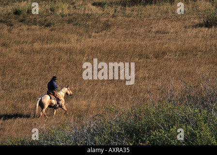 Cowgirl Reiten Palomino durch offene Rasen Weiden Stockfoto