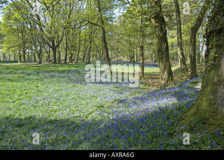 Frühling-Glockenblumen schmücken Blackbury Camp, einem alten Burgberg in der Nähe von Seaton im Südosten Devon Stockfoto