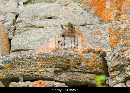 Junge kanadische Luchs auf Felsvorsprung Stockfoto