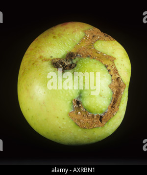 Apple Blattwespen Hoplocampa Testudinea Narbe von Larven ernähren sich von Apple Fruchtoberfläche Stockfoto