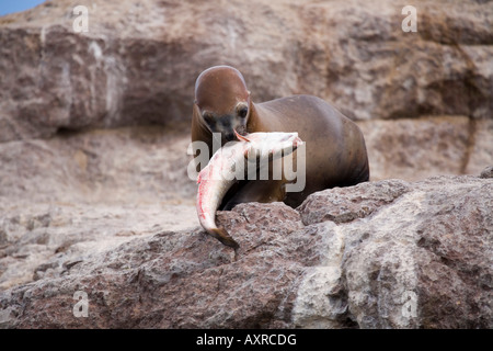 Seelöwe mit Fisch, Seelöwe Mit Fisch Stockfoto