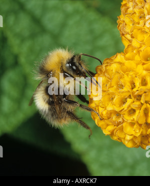 Bumblebee Bombus Hortorum Fütterung auf Sommerflieder Buddleja Globosa flowerhead Stockfoto