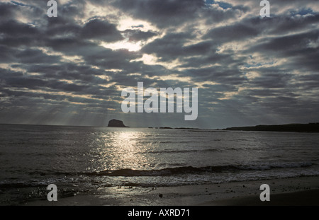 Gannet, Sula Bassana Kolonie am Bass Rock Schottland, größte Brutkolonie Großbritanniens Stockfoto