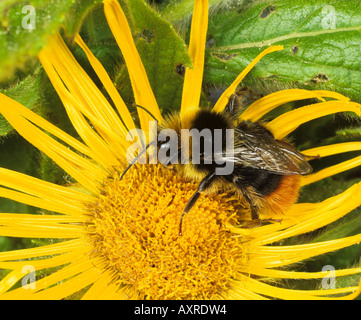 Red tailed Hummel Bombus Lapidarius auf Inula Inula Hookeri Blume Stockfoto