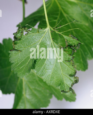 Junge Stachelbeere Blattwespen Nematus Ribesii Larven ernähren sich von einem ogrozd Blatt Stockfoto