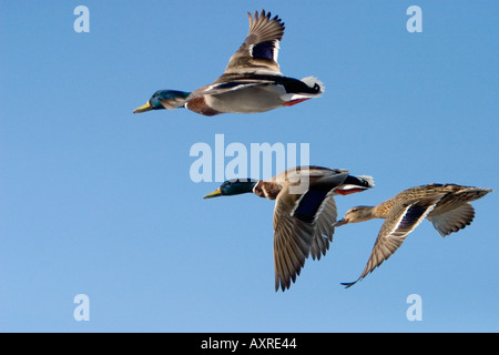 Drei Stockenten fliegen in klaren blauen Himmel, Finnland Stockfoto