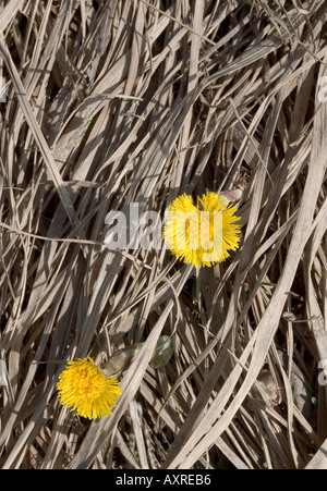 Der erste Frühling Blumen Huflattich (Tussilago farfara) Stockfoto