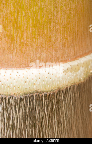 Palm-Baumstamm hautnah Stockfoto
