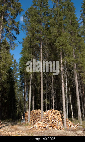 Inventar Haufen Brennholz am Rande des Taiga-Waldes, Finnland Stockfoto