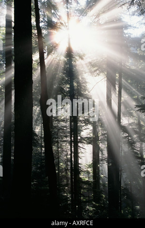 Lichtstrahlen Sie, die durch immergrünen Wald Stockfoto