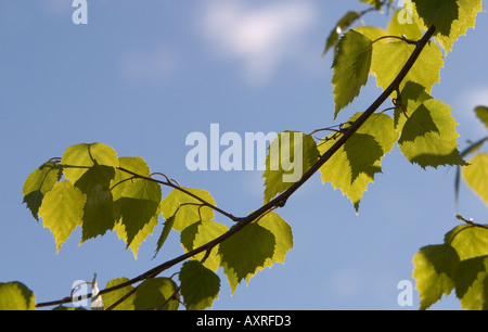 Hinterleuchteten transparenten neue Birke Blätter im Frühjahr gegen blauen Himmel Stockfoto