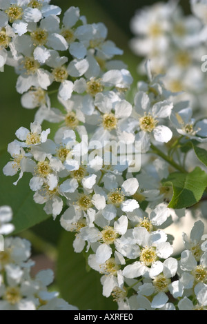 Nahaufnahme von Vogel-Kirsche Blütenstand, Blüte Stockfoto