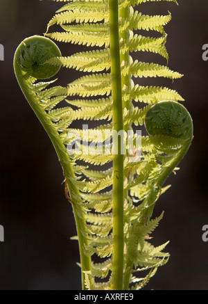 Strauß Farn Matteuccia Struthiopteris Blätter im Frühling öffnen Stockfoto