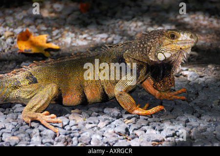 Ein Leguan Echse in der Las Cabezas de San Juan Nature Center in Fajardo, Puerto Rico Stockfoto