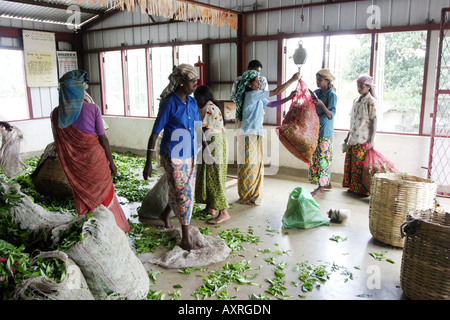 Sri lanka Tea Factory interior - Frauen Tee-Kommissionierer bringen ihre Blätter für das Wiegen in der Teefabrik, Kandy, Sri Lanka, Asien Stockfoto