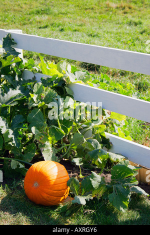 Kürbis an Rebstöcken Stockfoto