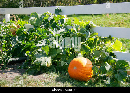 Kürbis am Rebstock Stockfoto
