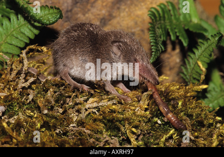 Little White Tothed Shrew (Crocidura suaveolens), die einen Wurm fressen Stockfoto