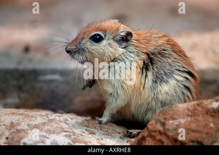 Fette Ratte Sand / Psammomys Obesus Stockfoto