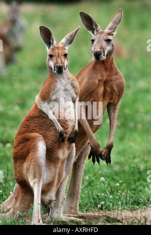 Rotes Känguru (Macropus rufus). Zwei Erwachsene im Stehen. Australien Stockfoto