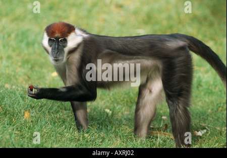 Mit Kragen Mangabey - männlich / Cercocebus Manlius Manlius Stockfoto