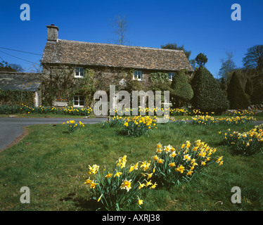 Frühlingstag im Cotswold-Dorf mit einem atemberaubenden zeigt Narzissen außerhalb einer Hütte am Eastleach Stockfoto