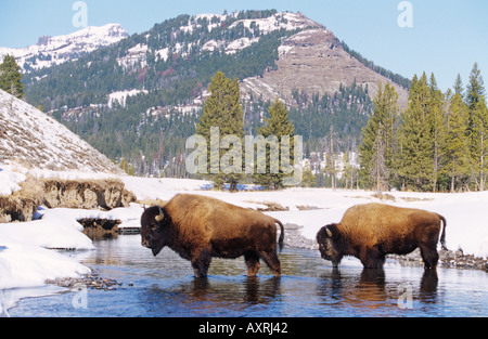 zwei Bisons in Wasser / Bison Bison Stockfoto