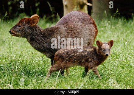 Südliche Pudu (Pudu Puda). Weibchen mit Rehkitz Stockfoto