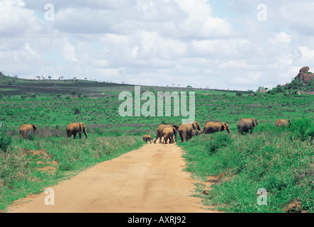 Elefanten überqueren eines Fahrzeugs zu verfolgen, in der Nähe von Ngulia Hügeln im Tsavo West Nationalpark Kenia in Ostafrika Stockfoto