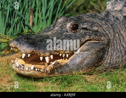 Räuber-Krokodil, Räuber, Marsh-Krokodil, breitgeschnitztes Krokodil (Crocodylus palustris) am Ufer des Wassers, Porträt Stockfoto