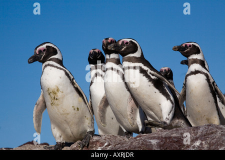 Magellanic Penguin, Spheniscus Magellanicus, Magellanpinguin Stockfoto