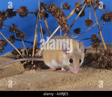 Kreta Spiny Mouse (Acomys minous) Stockfoto