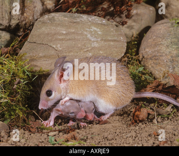 Crete Spiny Mouse (Acomys minous). Mutter mit zwei Jungen Stockfoto
