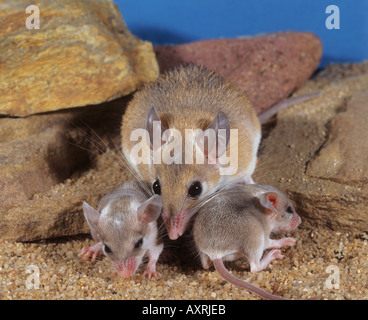 Crete Spiny Mouse (Acomys minous). Mutter mit zwei Jungen Stockfoto
