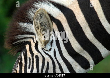 Burchells Zebra Equus burchelli Stockfoto