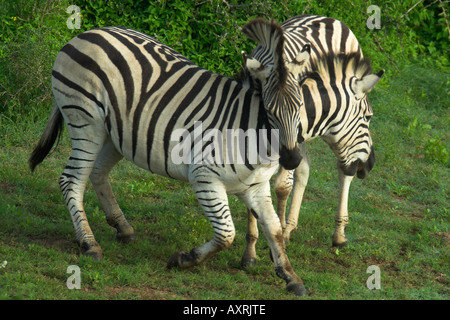 Burchells Zebra Equus burchelli Stockfoto