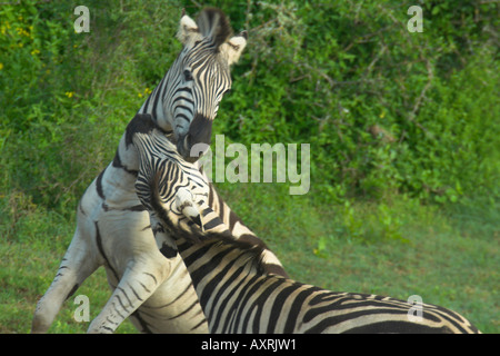 Burchells Zebra Equus burchelli Stockfoto