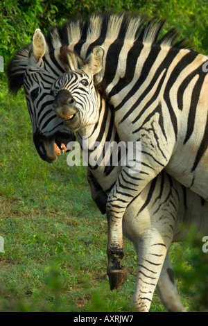 Burchells Zebra Equus burchelli Stockfoto