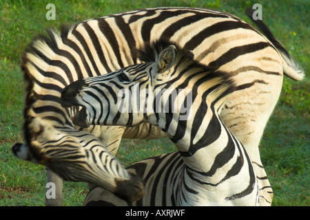 Burchells Zebra Equus burchelli Stockfoto