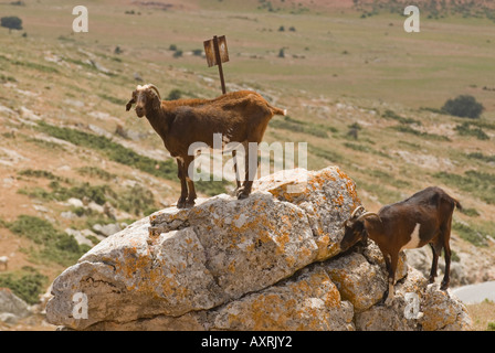 Ziegen in freier Wildbahn Stockfoto