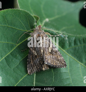 Kohl Looper Trichoplusia ni Motte Erwachsene auf einem Blatt aus Baumwolle Stockfoto