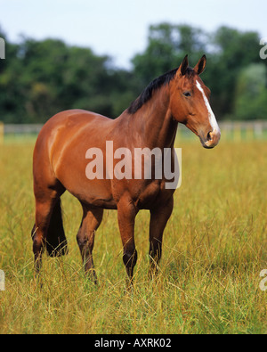 Dutch Harness Horse, Tuigpaard Horse. Der Erwachsene in der Bucht steht auf einer Wiese Stockfoto